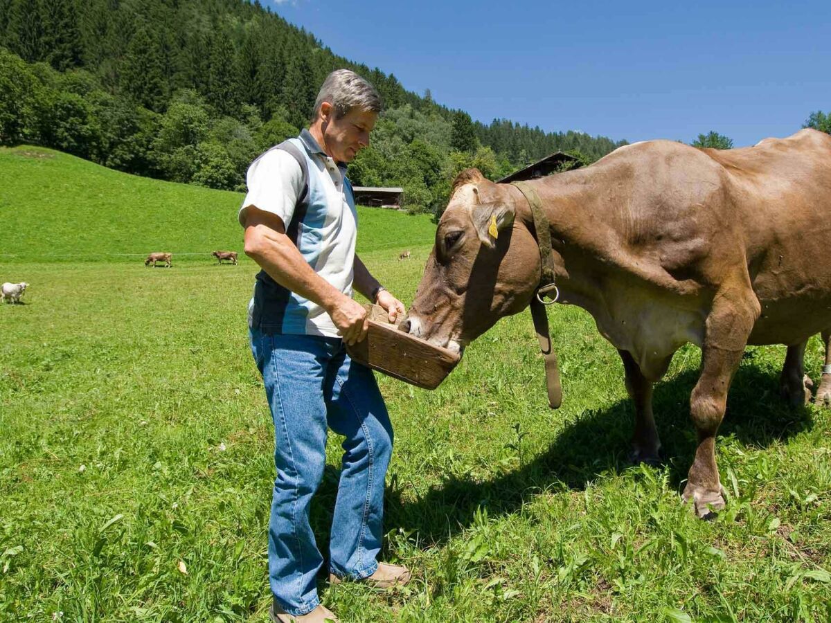 Tiere am Bauernhof - Kühe