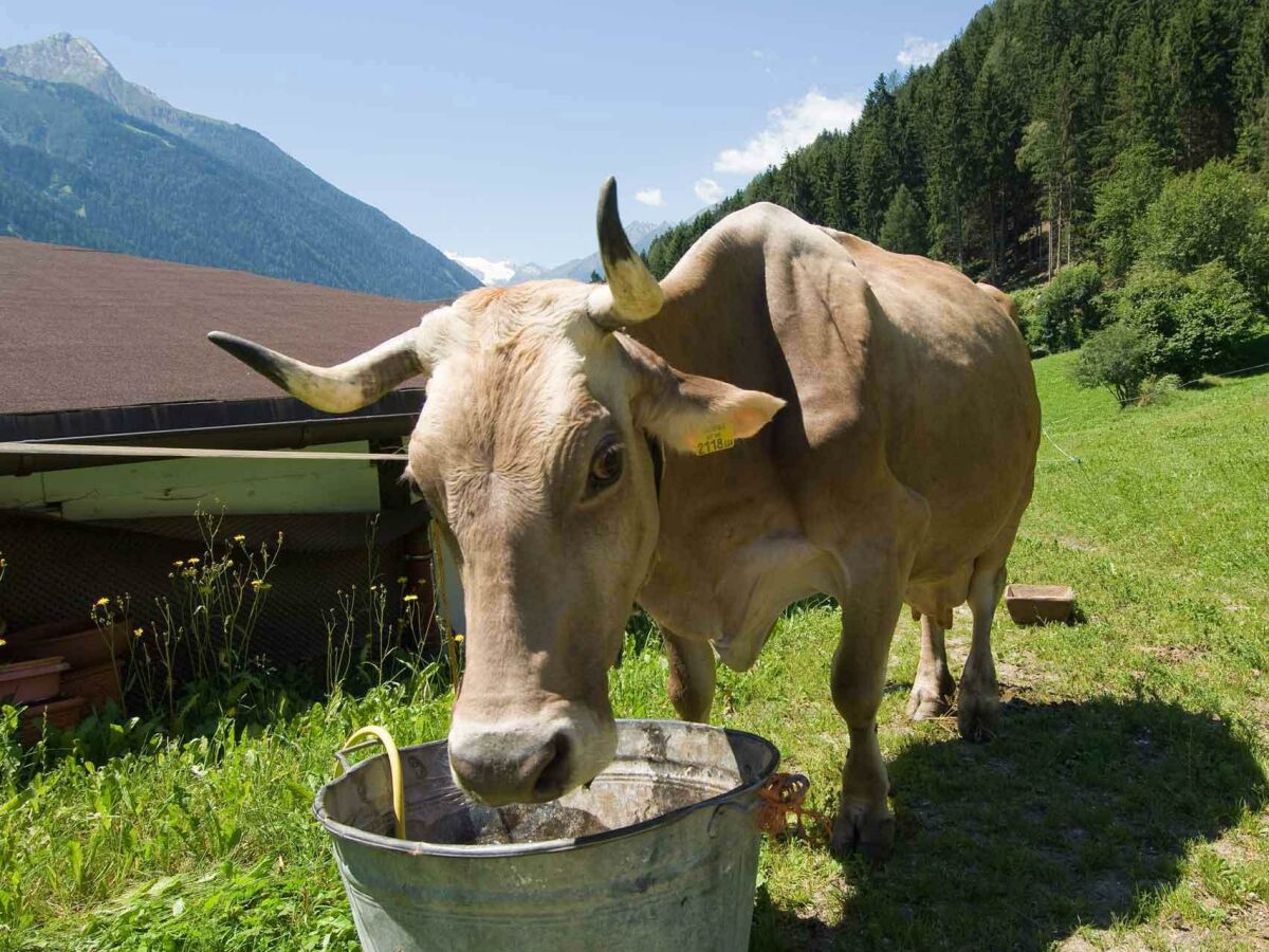 Tiere am Bauernhof - Kühe