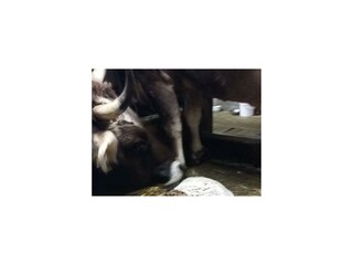 ein Neugeborenes....