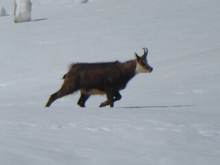 Vakantieappartement Zermatt Omgeving 32