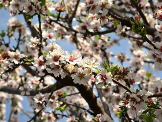 Casa per le vacanze Son Serra de Marina Ambiente 22
