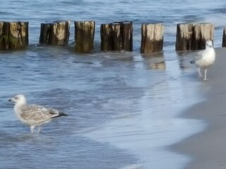 Appartamento per vacanze Zingst Ambiente 38