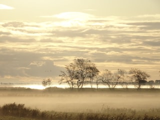 Morgennebel am Bodden