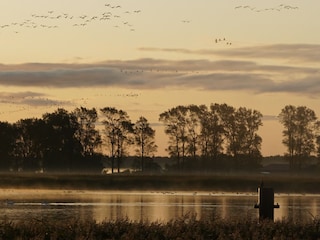 Der Flug der Kraniche im Herbst