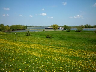 Rheinwiese und Schiff