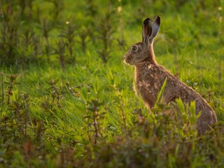 Hase