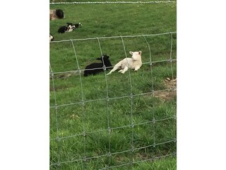 Holiday apartment Maroldsweisach Environment 28