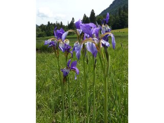 Irisblüte am Weitsee