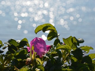 Appartamento Heiligenhafen Ambiente 38