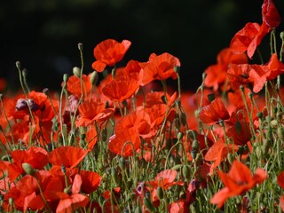 Appartamento Heiligenhafen Ambiente 37