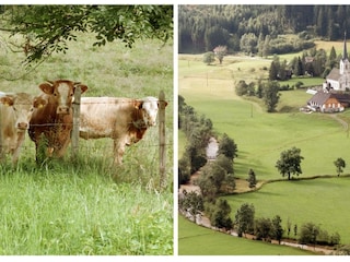 Kühe vom Bauernhof Schindler