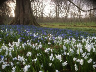 Frühling auf der Mainau