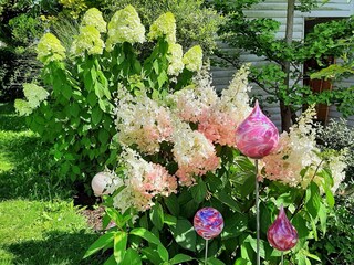 Hortensien im Garten 1