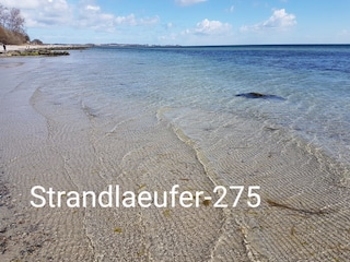 Strandlaeufer-275 : Strandspaziergang ab Haustür.......