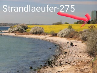 Strandlaeufer-275 :  Die Umgebung ist einfach traumhaft