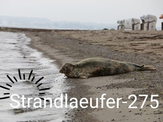 Strandlaeufer-275 : Kenner lieben diesen Strand !