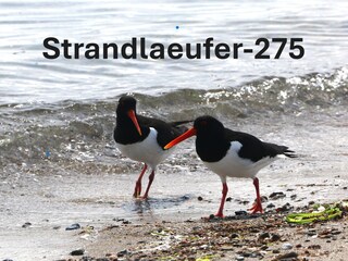 Strandlaeufer - die Namensgeber für dieses Appartement