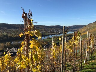 Appartamento per vacanze Zeltingen-Rachtig Registrazione all'aperto 5