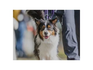 Hunde sind herzlich willkommen