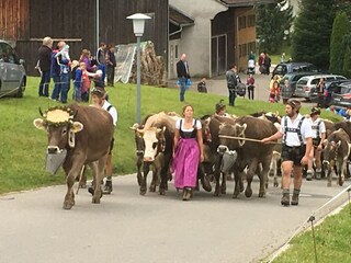 Viehscheid Ofterschwang
