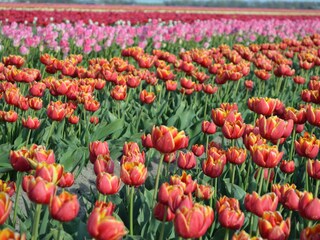 Von Mitte April bis Mitte Mai blühen die Tulpenfelder