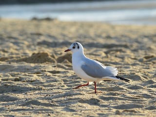Möwe am Strand