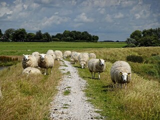 Appartamento per vacanze Westerland (Wieringen) Ambiente 15