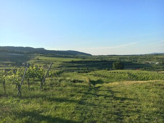 Nur 5 Gehminuten mitten in die Weinberge