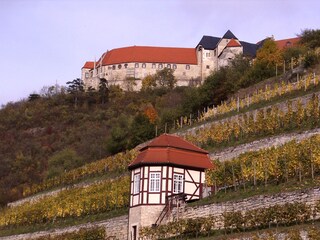 Herzoglicher Weinberg