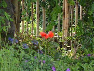 Im Garten