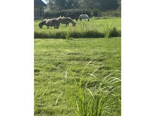 Appartamento per vacanze Rodenäs Caratteristiche 14