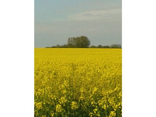 Rapsblüte