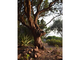 Villa Costa Paradiso Registrazione all'aperto 15