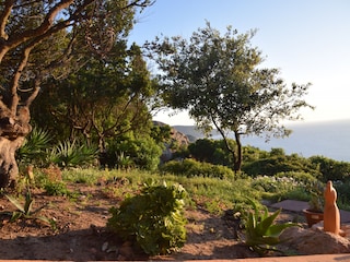 Myrten-Erdeerbäume-Aloe Garten