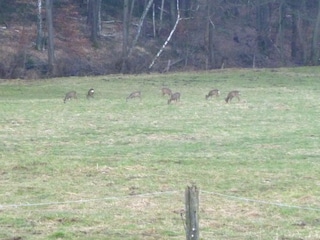 Wiesengrund mit Rehen