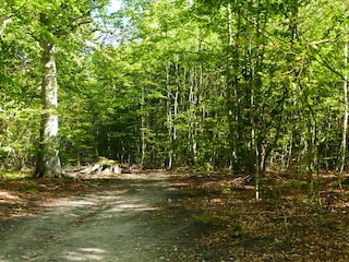 romantischer Küstenwald