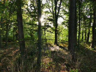 Romantischer Küstenwald