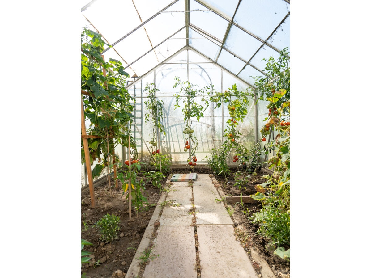 für ihren  tgl. Verzehr frische Tomaten