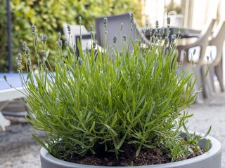 Casa per le vacanze Cadzand-Bad Registrazione all'aperto 11