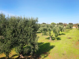 Casale Manduria Ambiente 31