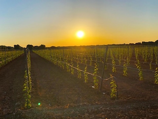 Casale Manduria Ambiente 38