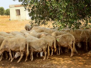 Casale Manduria Ambiente 39