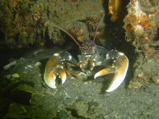 Casa per le vacanze Brouwershaven Ambiente 19