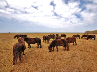 Casa per le vacanze Brouwershaven Ambiente 15