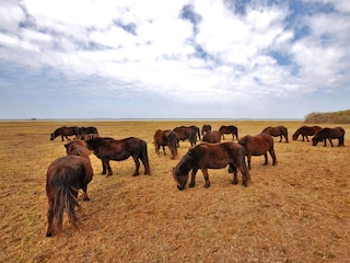 Naturgebiet Vroongronden bei Renesse