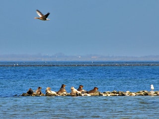 Holiday house Brouwershaven Environment 19