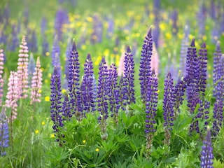 Die Lupine