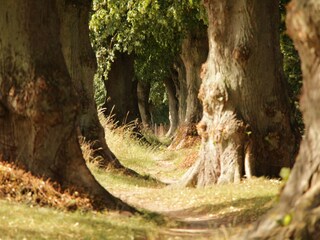 Linden Allee in Warin