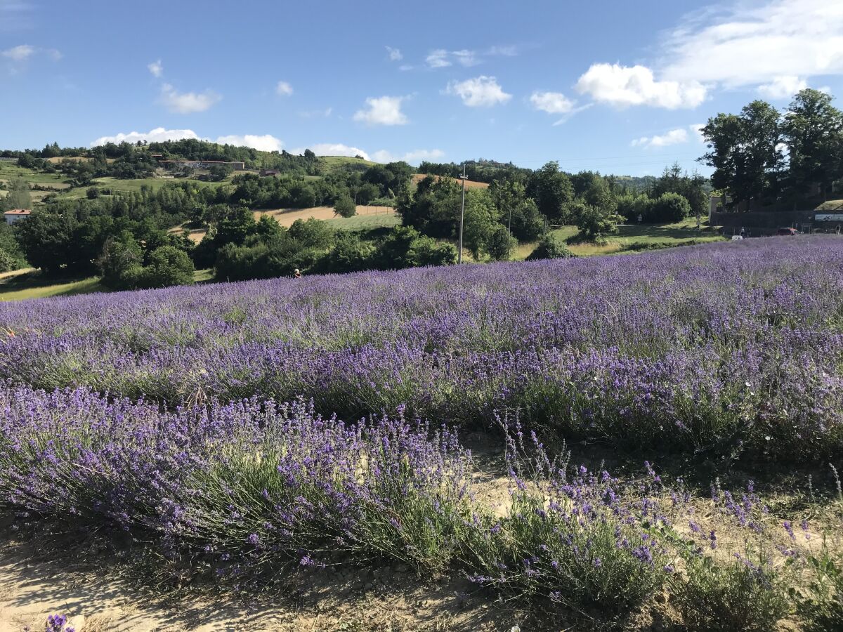 Lavendelfelder bei Sale San Giovanni Juni und Juli