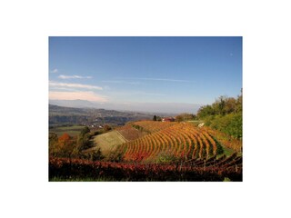 Goldener Herbst im Piemont, Weine Trüffel.....